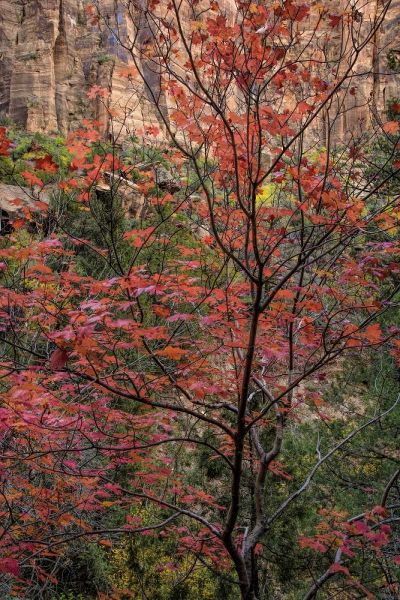 USA, Utah, Zion NP Autumn scenic